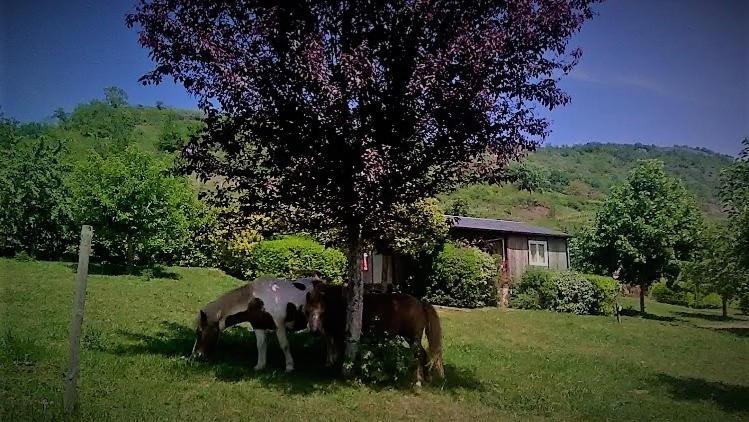 La Fregiere Chalets Clairvaux-d'Aveyron Dış mekan fotoğraf