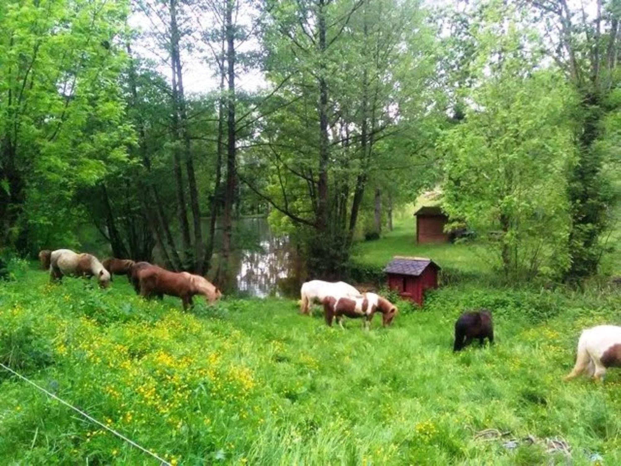 La Fregiere Chalets Clairvaux-d'Aveyron Dış mekan fotoğraf