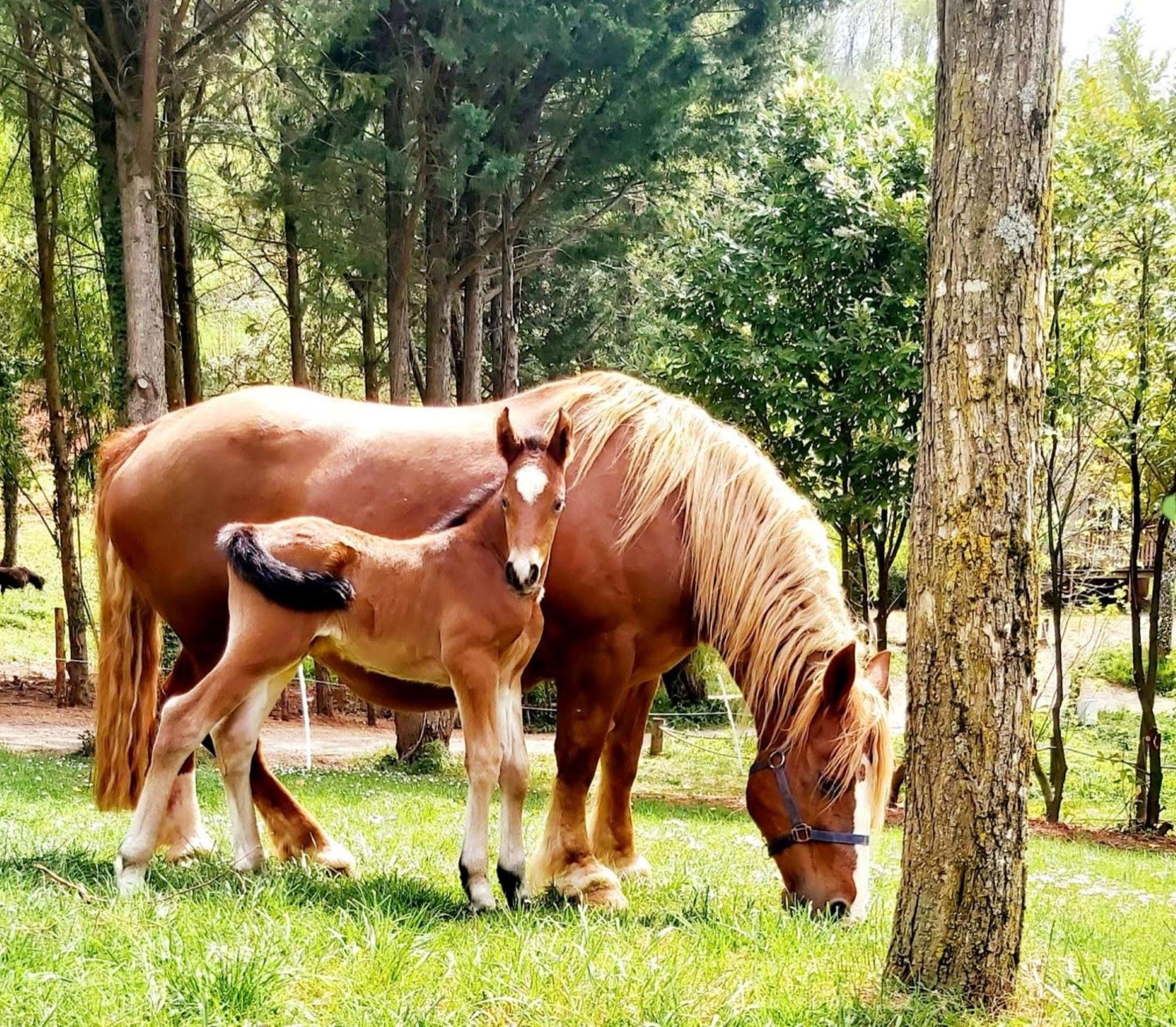 La Fregiere Chalets Clairvaux-d'Aveyron Dış mekan fotoğraf